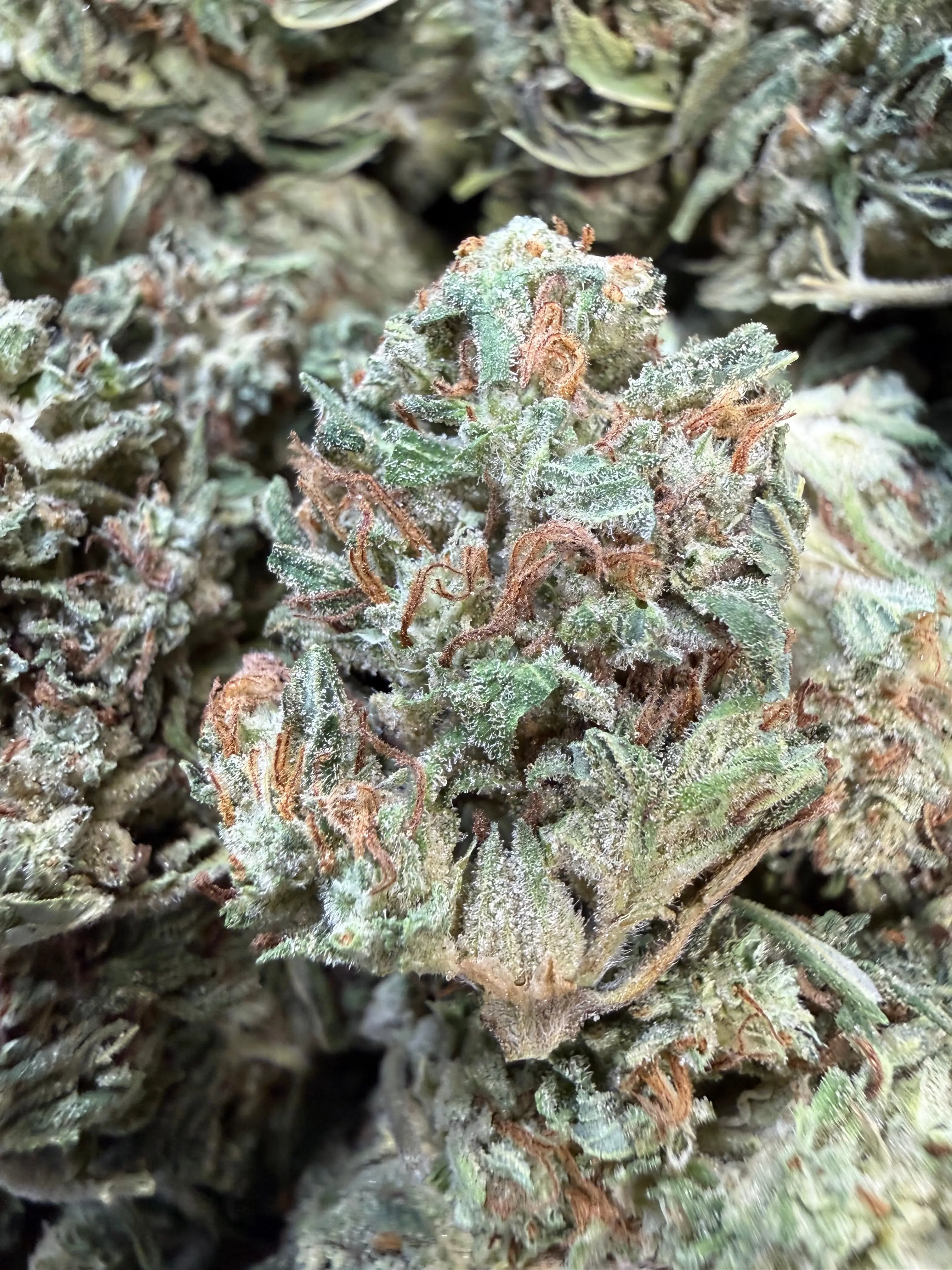 Wholesale THCA Flower Pounds